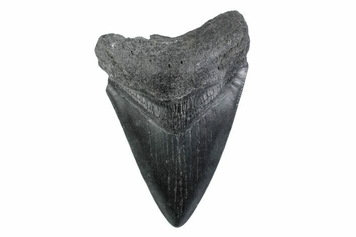 Fossil Megalodon Tooth - South Carolina #362188